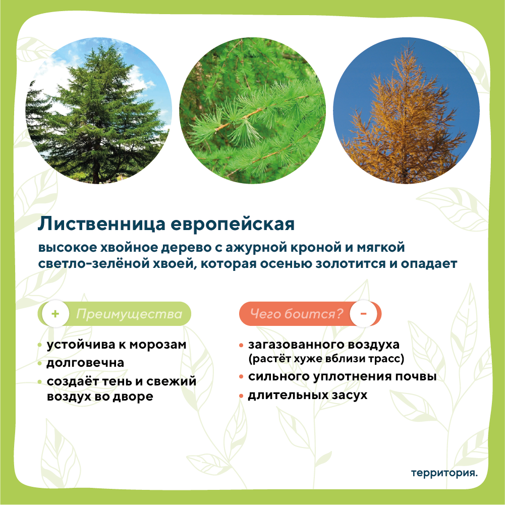 атлас растений 3_1 (1).png