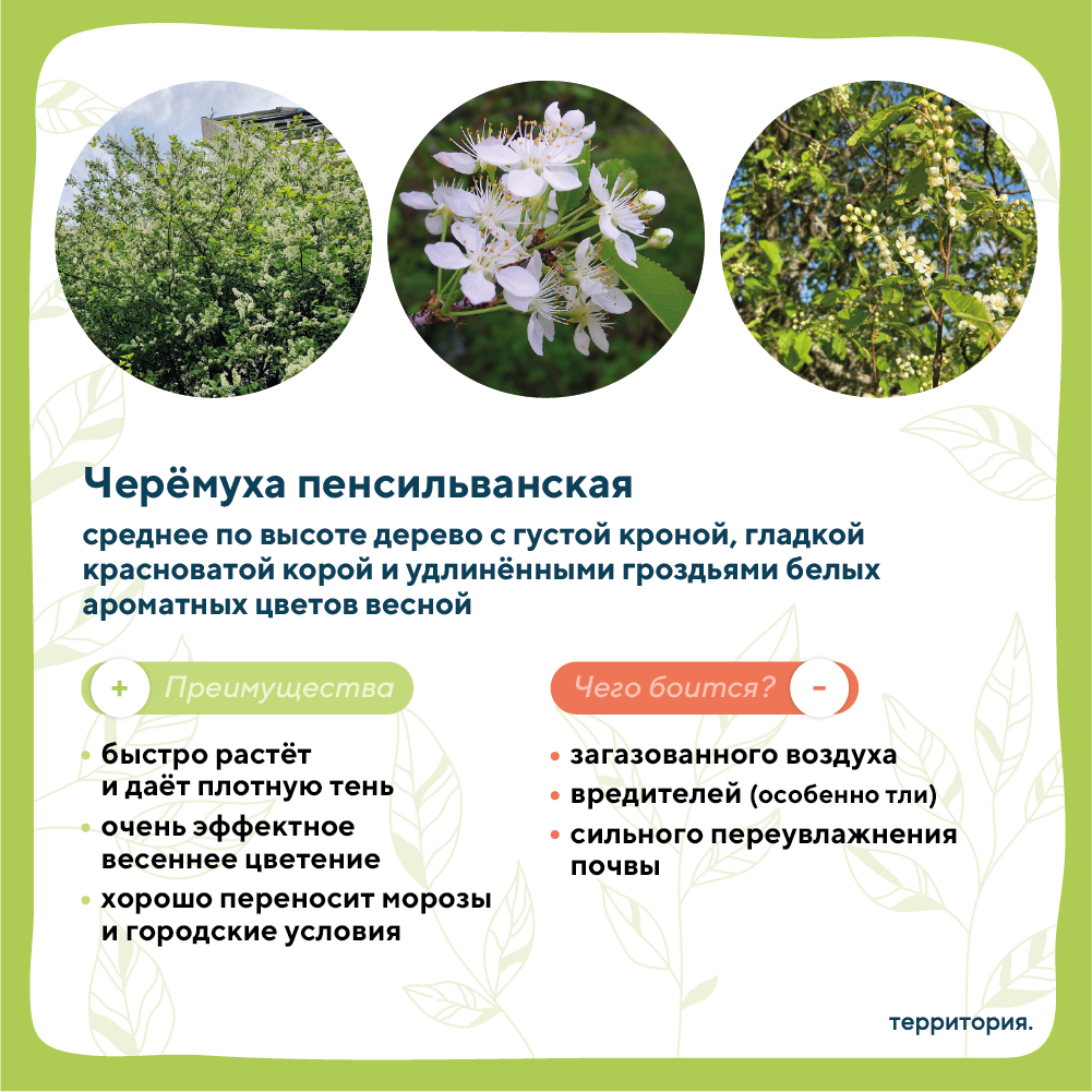 атлас растений 3_2 (2).png