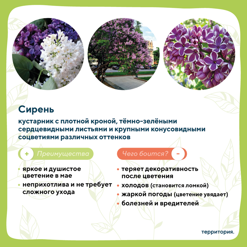 атлас растений 3_7.png