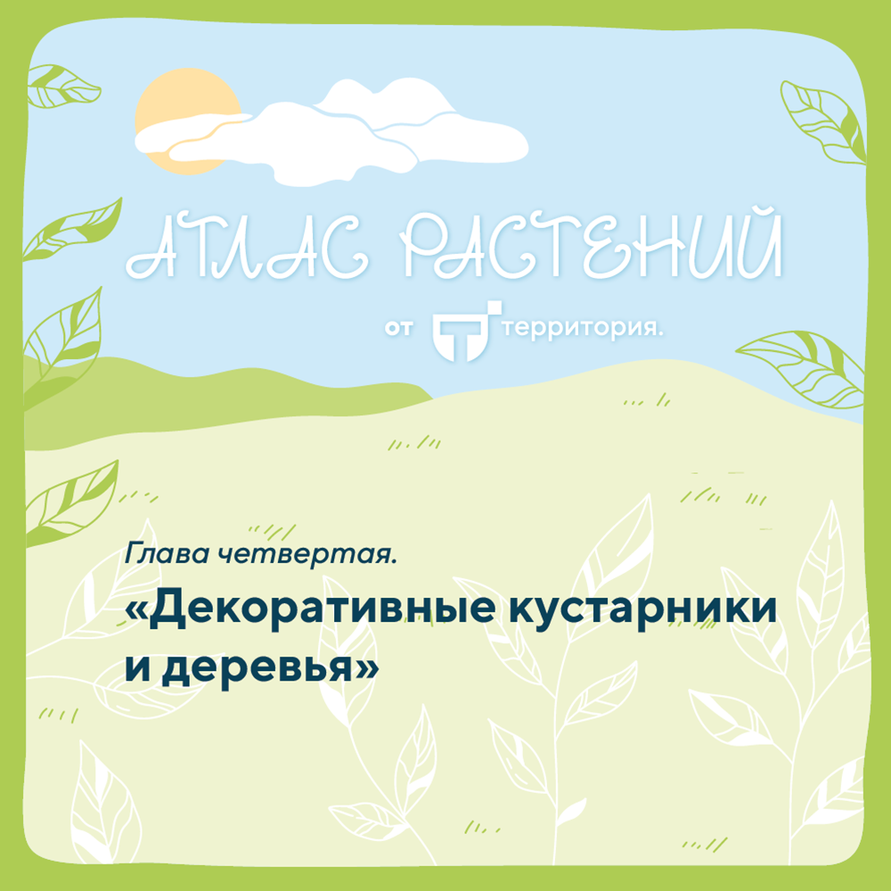 атлас растений 1_3.png