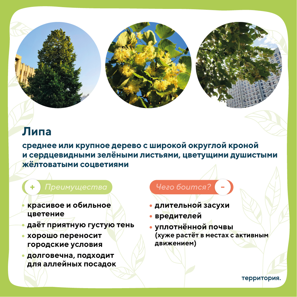 атлас растений 3_3 (2).png